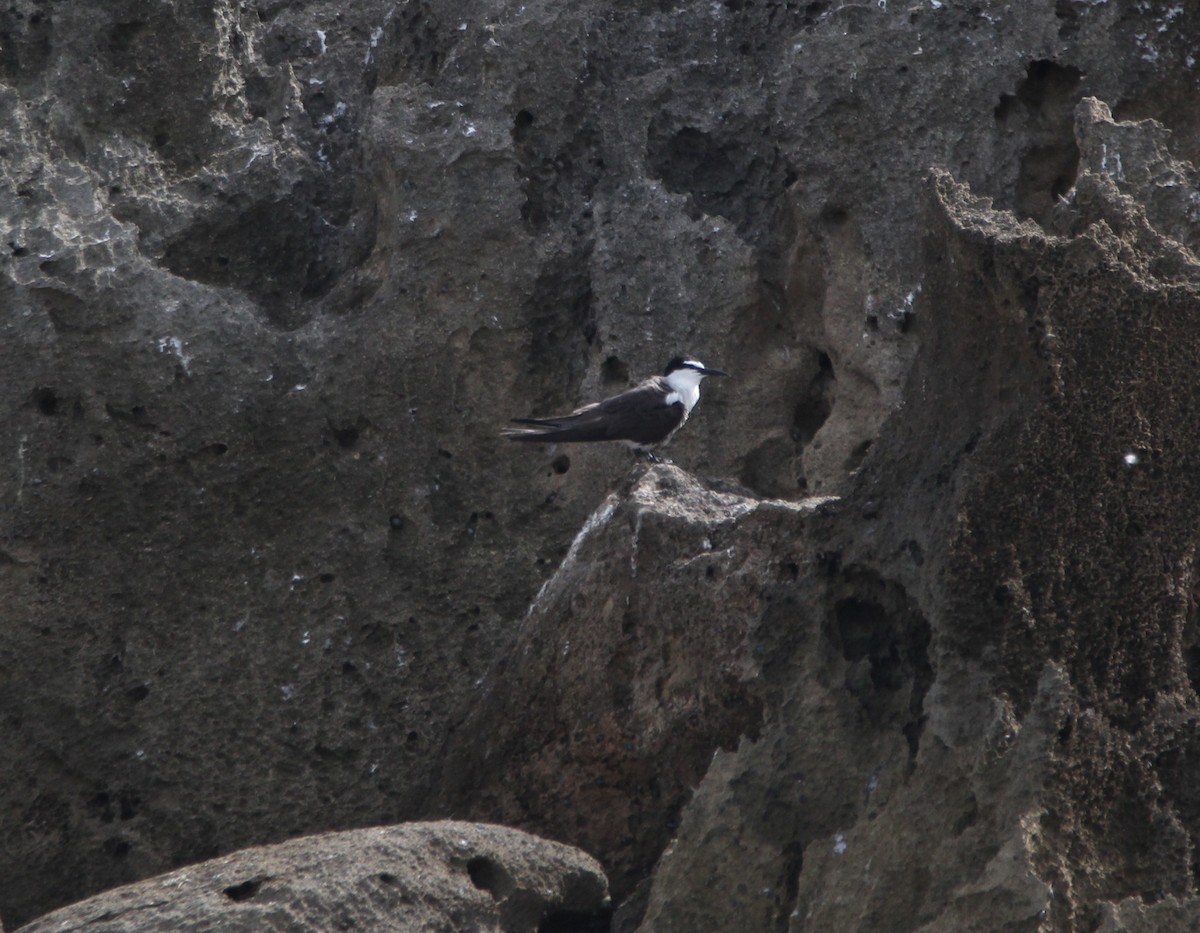 Bridled Tern - Emmanuel Gabriel Rivera