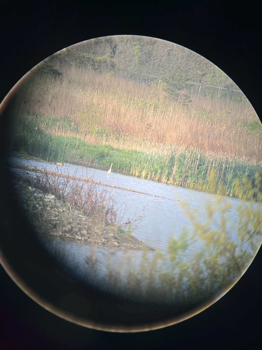 Great Egret - J Brousseau