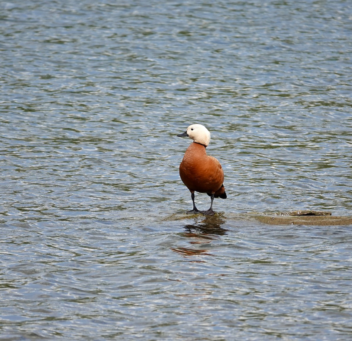 Ruddy Shelduck - Andrew Bailey