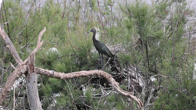 Glossy Ibis - ML619189334