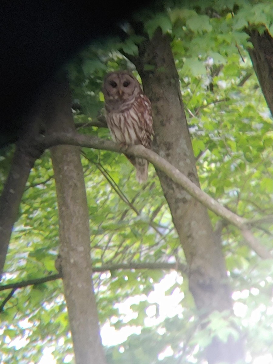 Barred Owl - Nicole Sullivan-Garcia