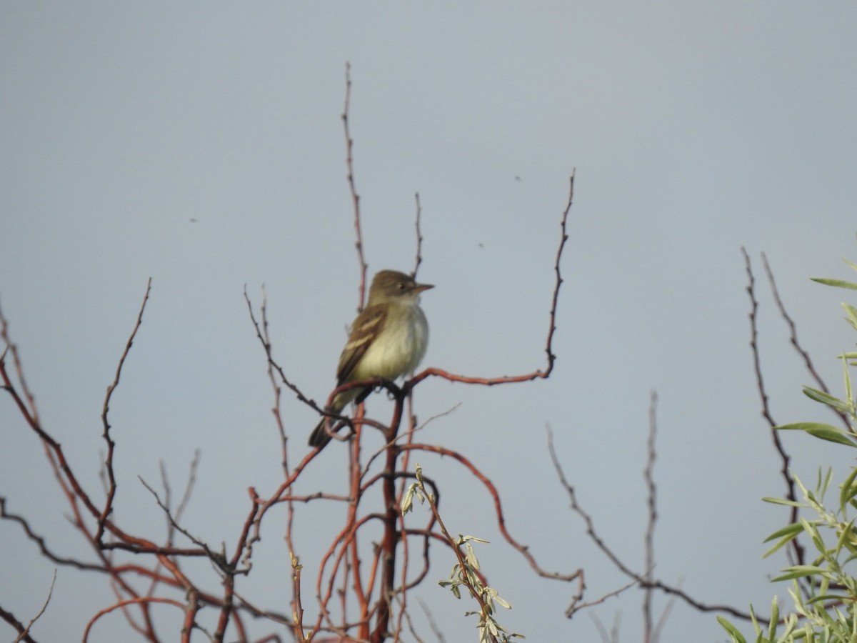 Willow Flycatcher - J Brousseau