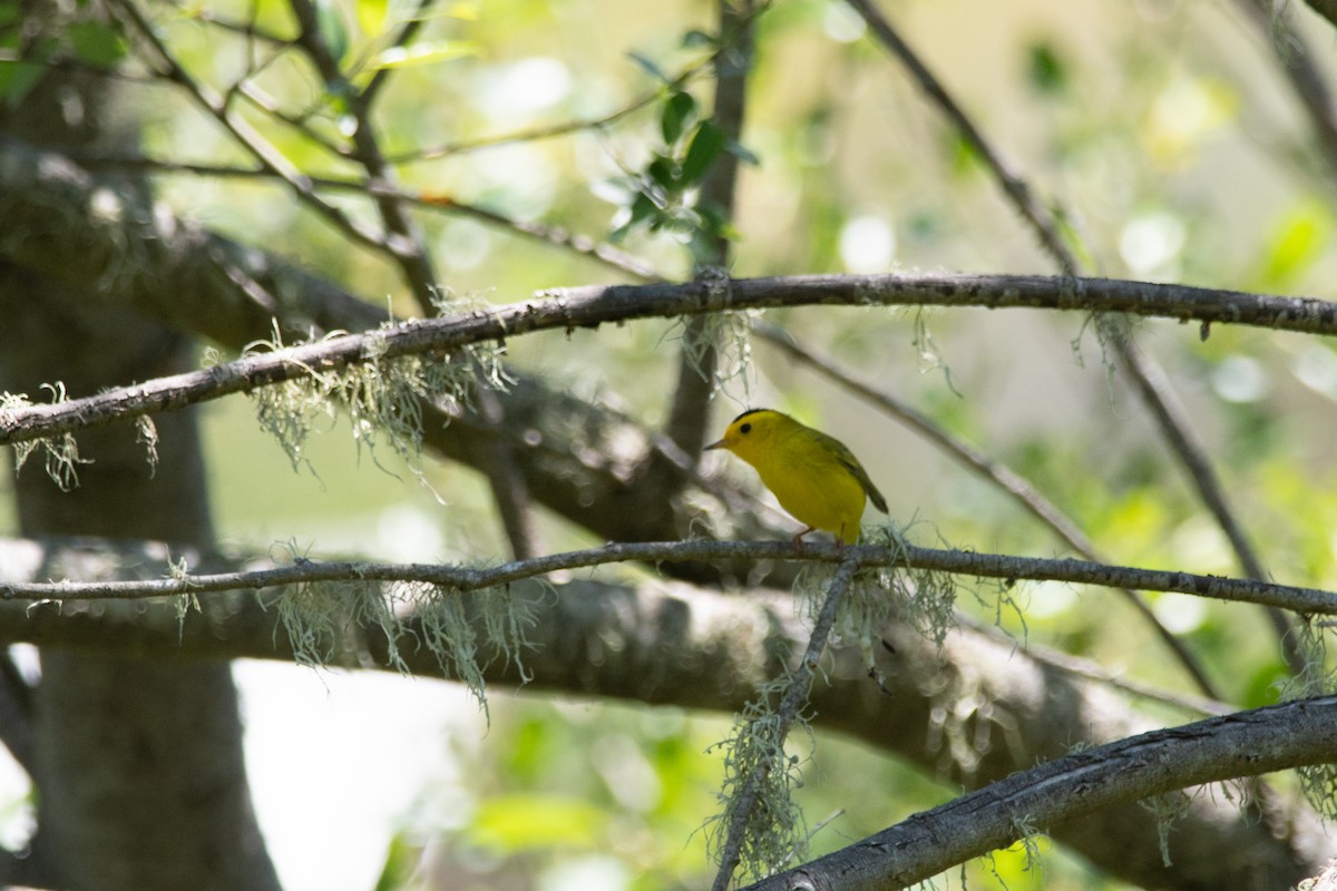 Wilson's Warbler - Gabe LaCount