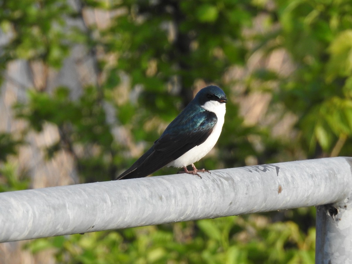 Tree Swallow - J Brousseau