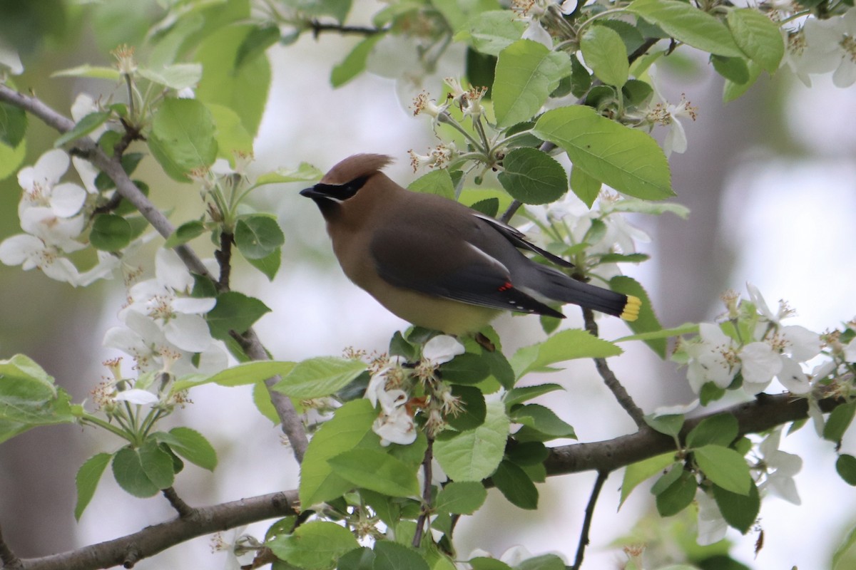 Cedar Waxwing - ML619189371