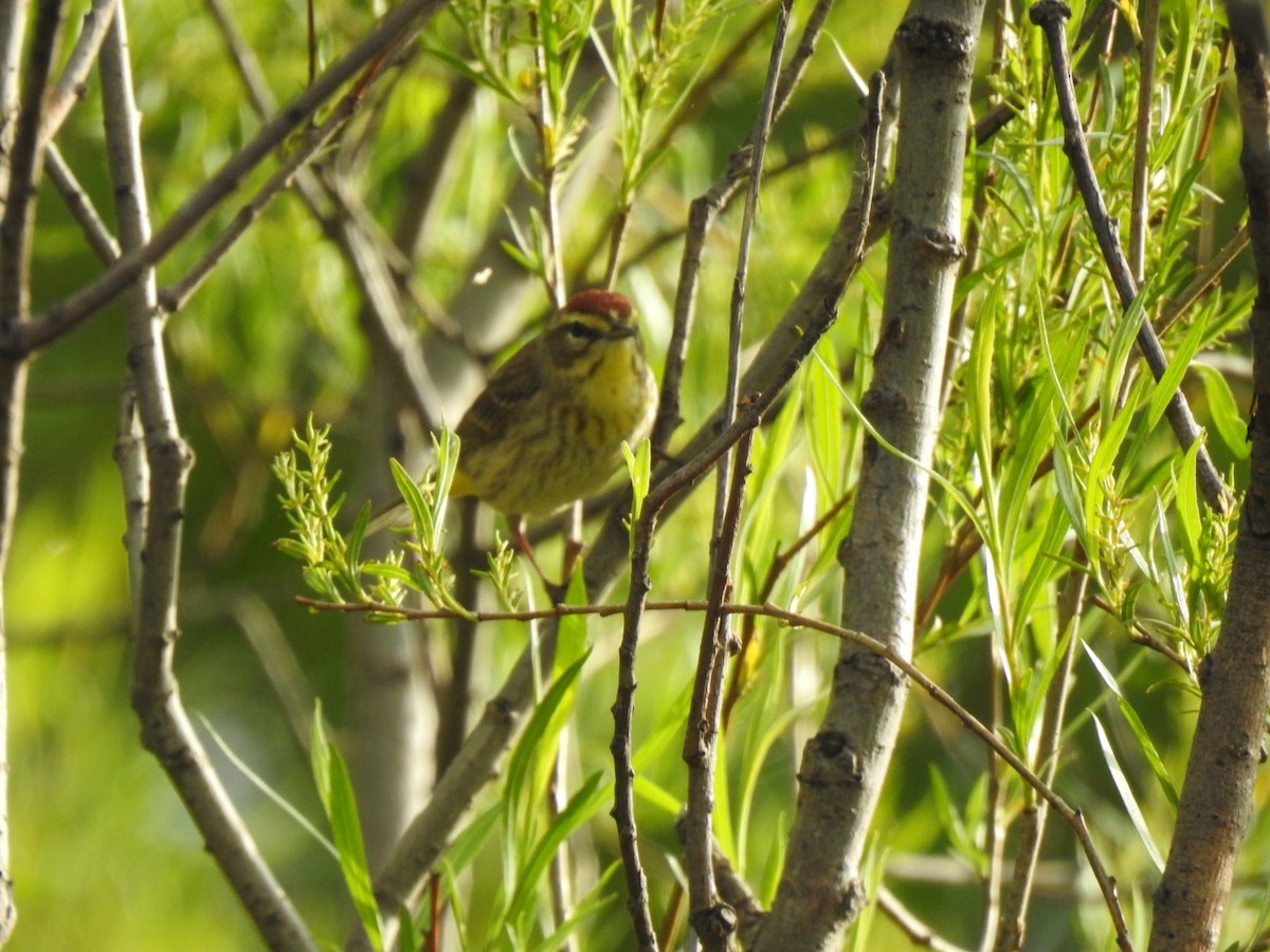 Palm Warbler - J Brousseau