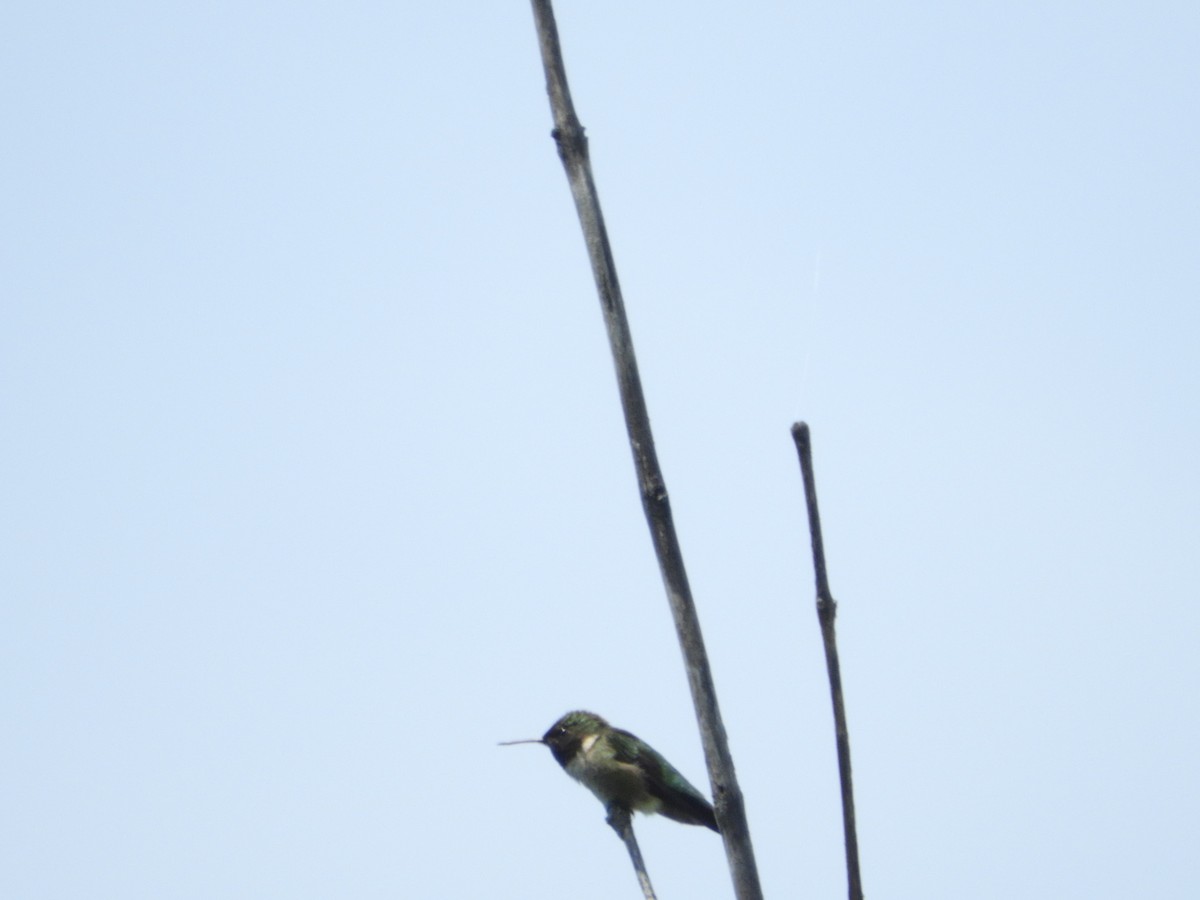 Ruby-throated Hummingbird - Rick Bird