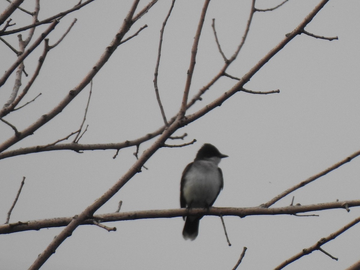 Eastern Kingbird - J Brousseau