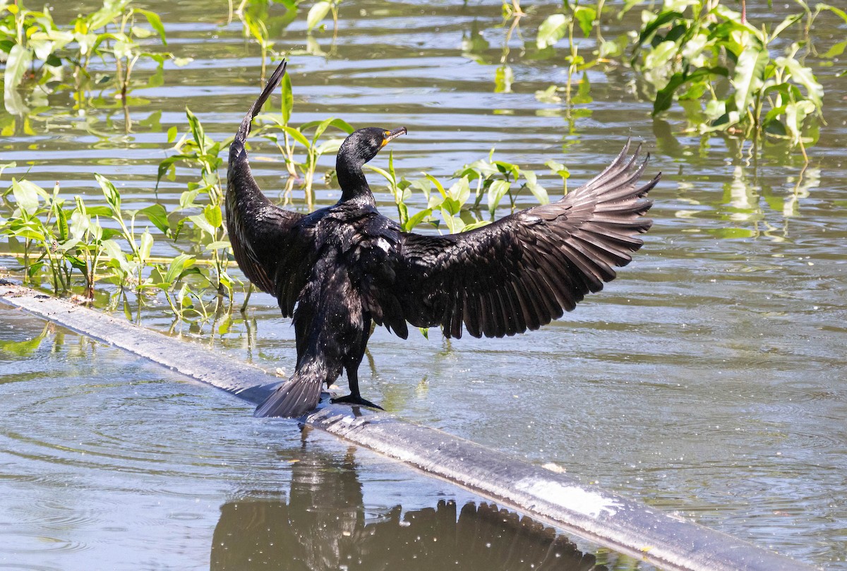 Cormoran à aigrettes - ML619189406