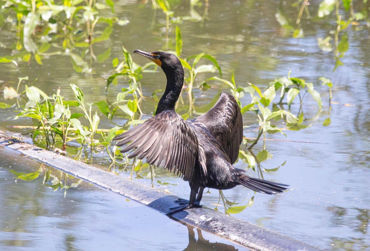 Double-crested Cormorant - John Scharpen