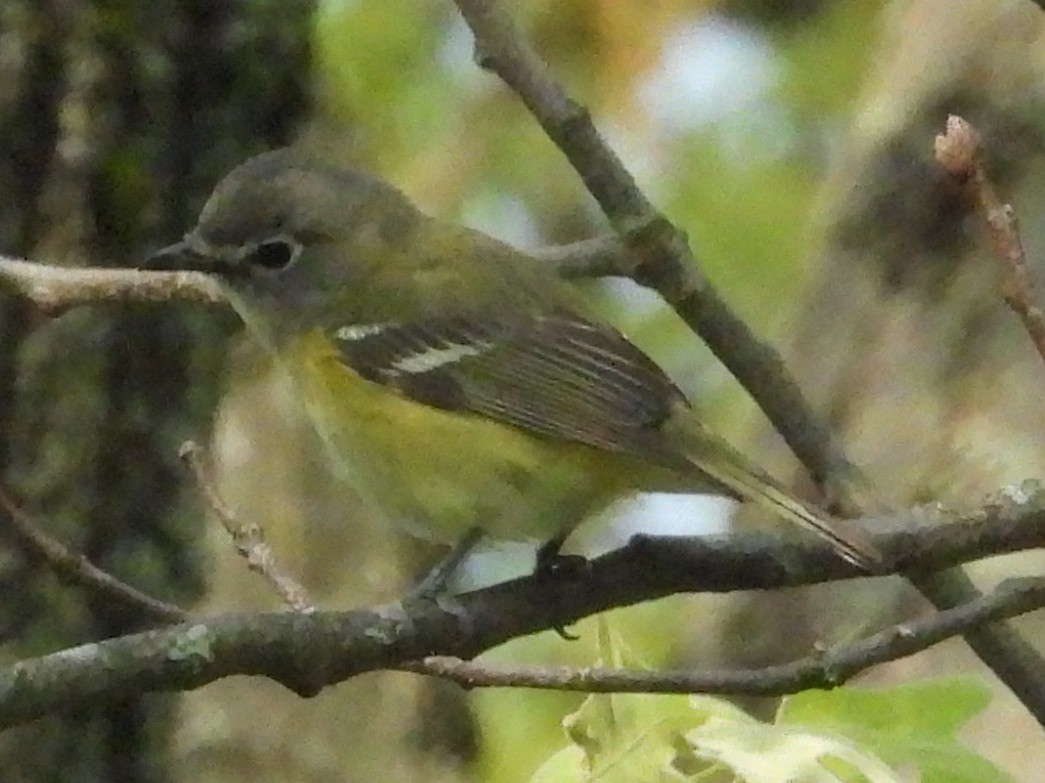 Vireo Solitario - ML619189414