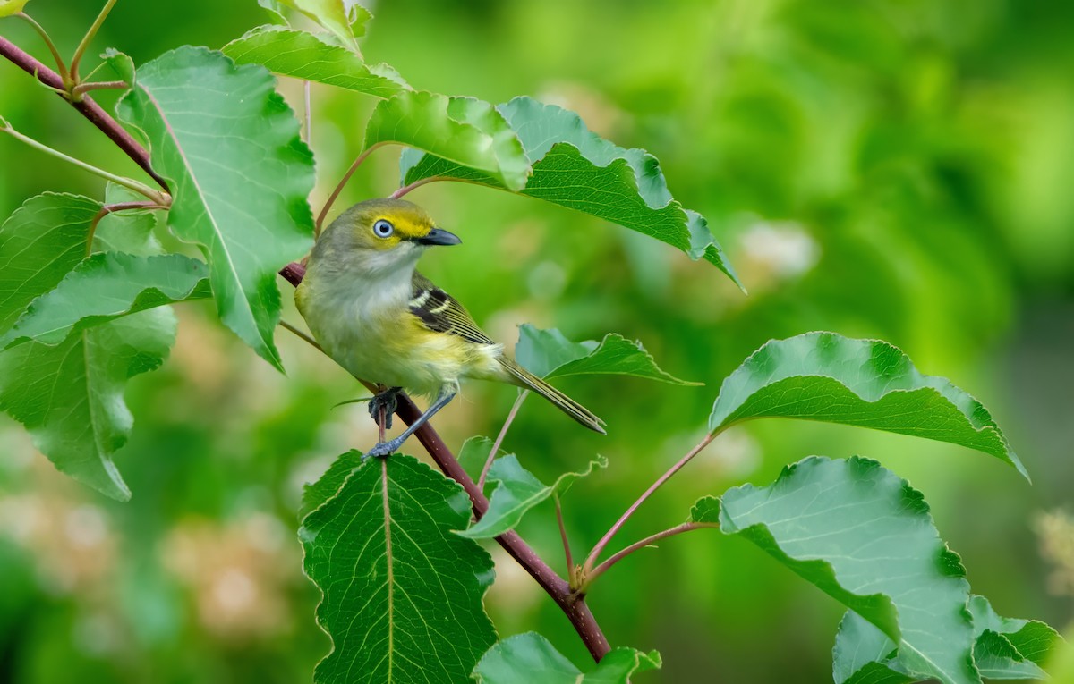 Ak Gözlü Vireo - ML619189432