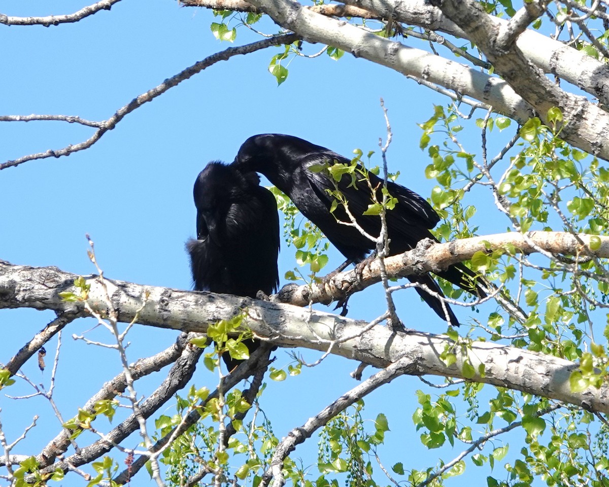 Common Raven - Rene Laubach