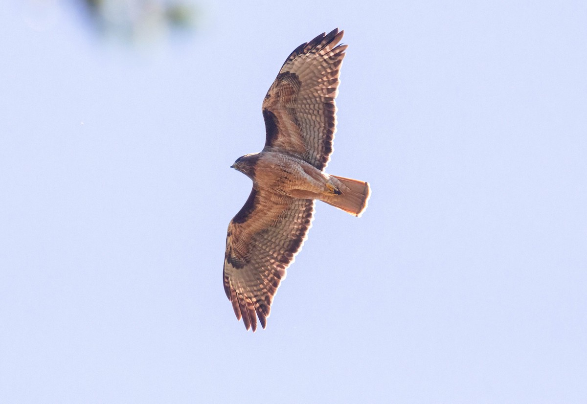 Red-tailed Hawk - John Scharpen