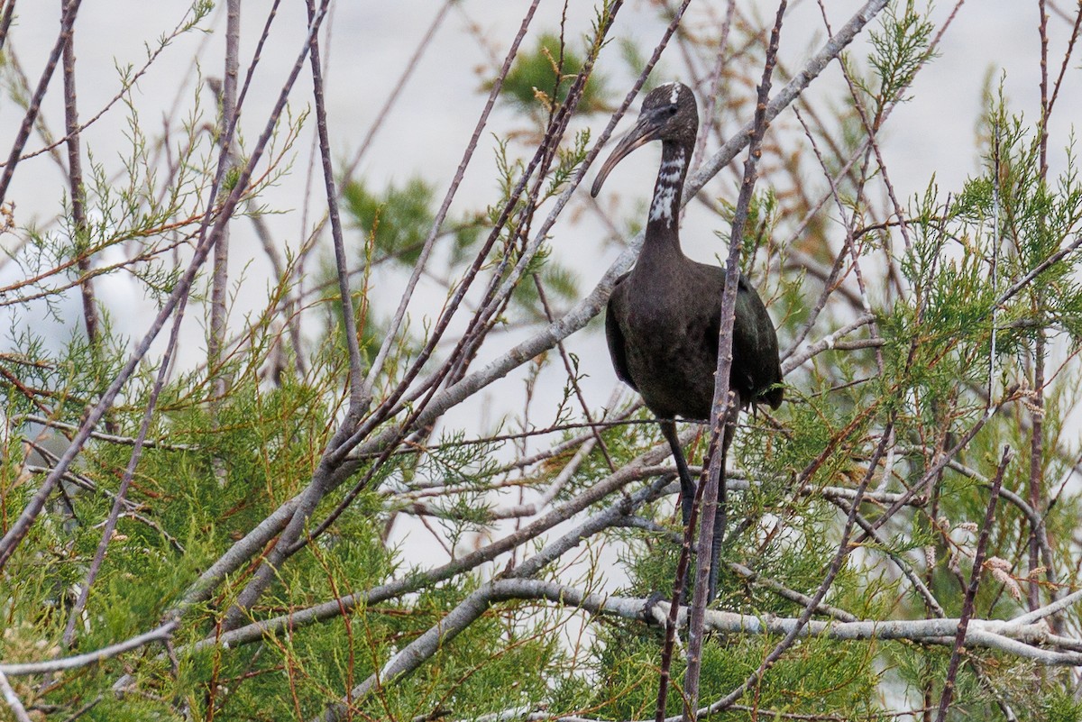 ibis hnědý - ML619189444