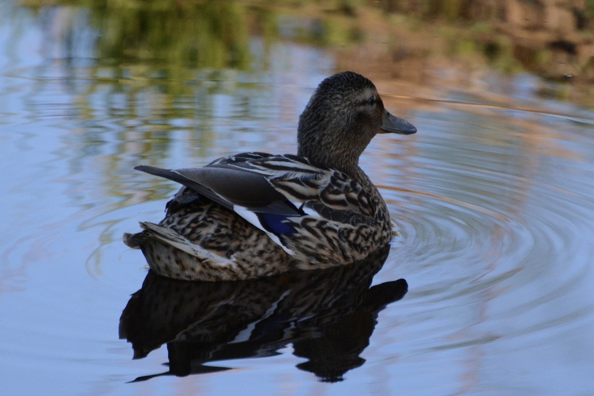 Mallard - Anton Kornilov