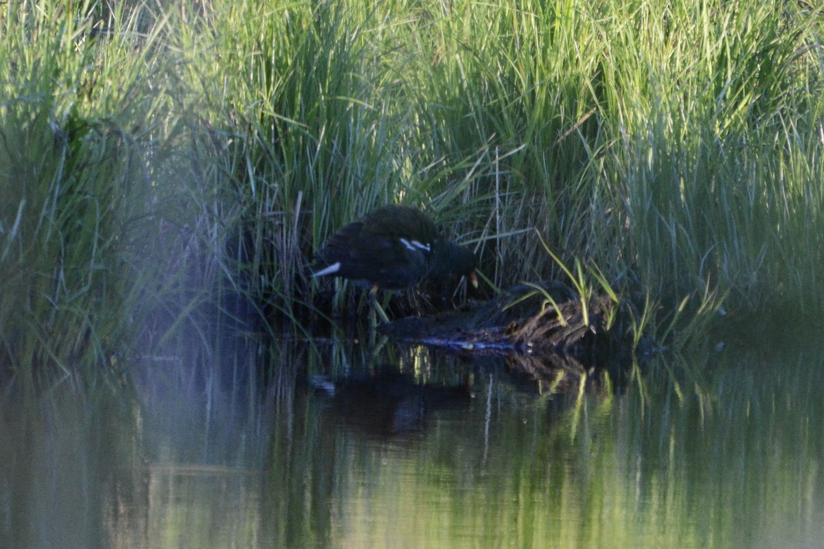 Eurasian Moorhen - Anton Kornilov