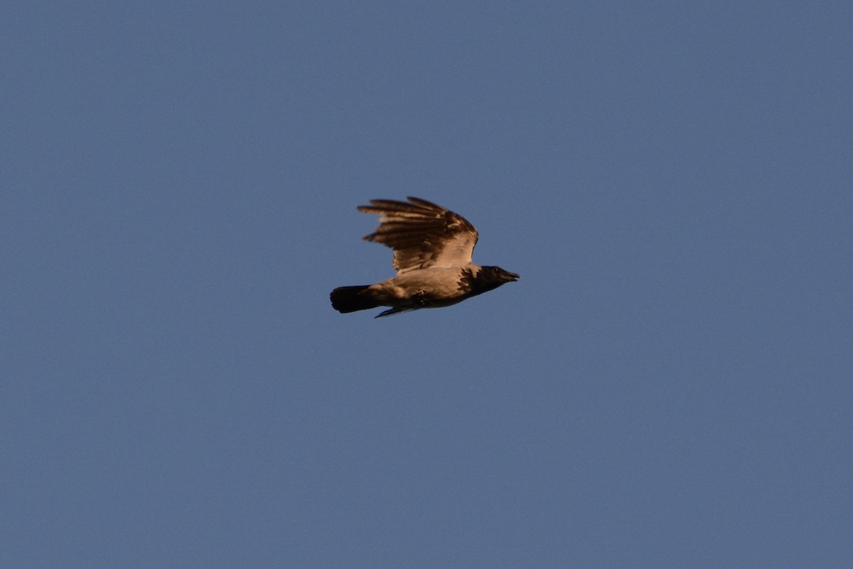 Hooded Crow - Anton Kornilov