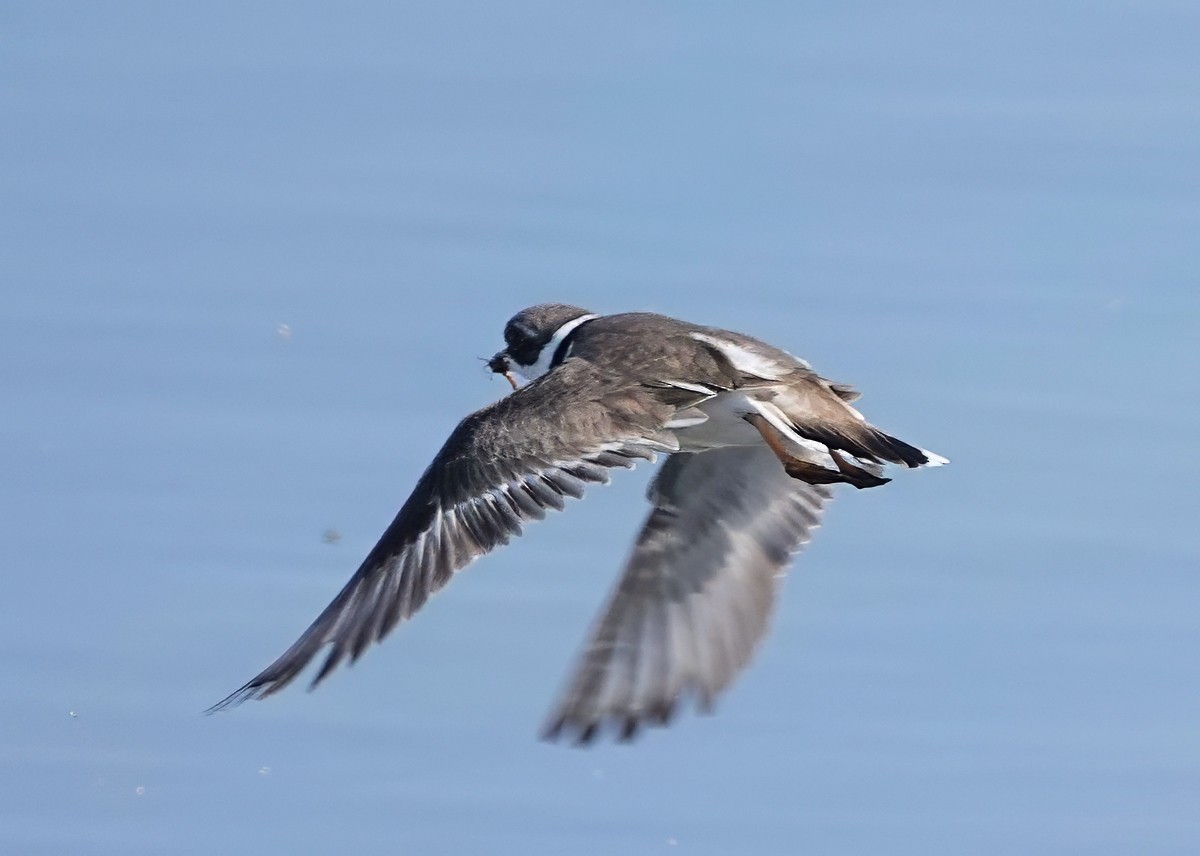 Semipalmated Plover - ML619189481