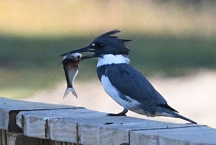 Belted Kingfisher - Lewis Gray