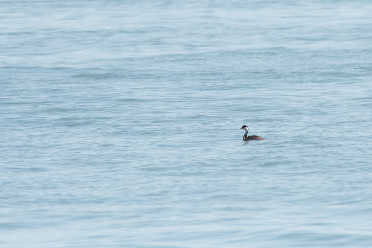 Western Grebe - Gabe LaCount