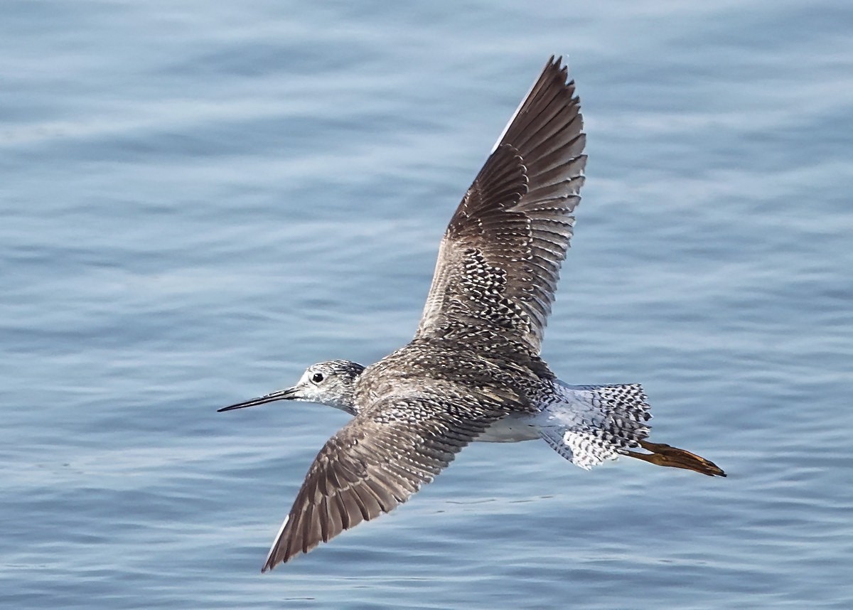 Greater Yellowlegs - Henry Detwiler