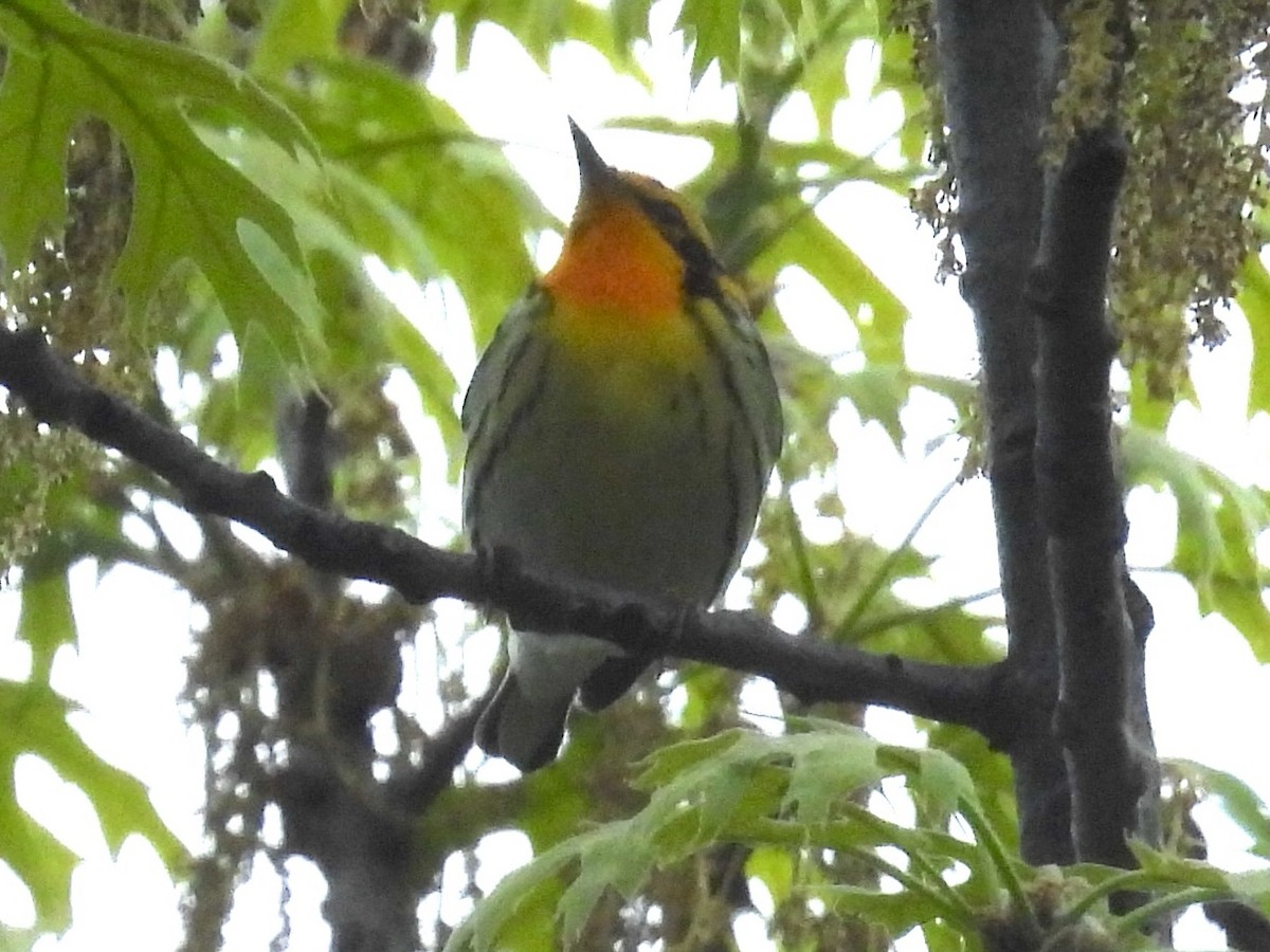 Blackburnian Warbler - Randy Yuen