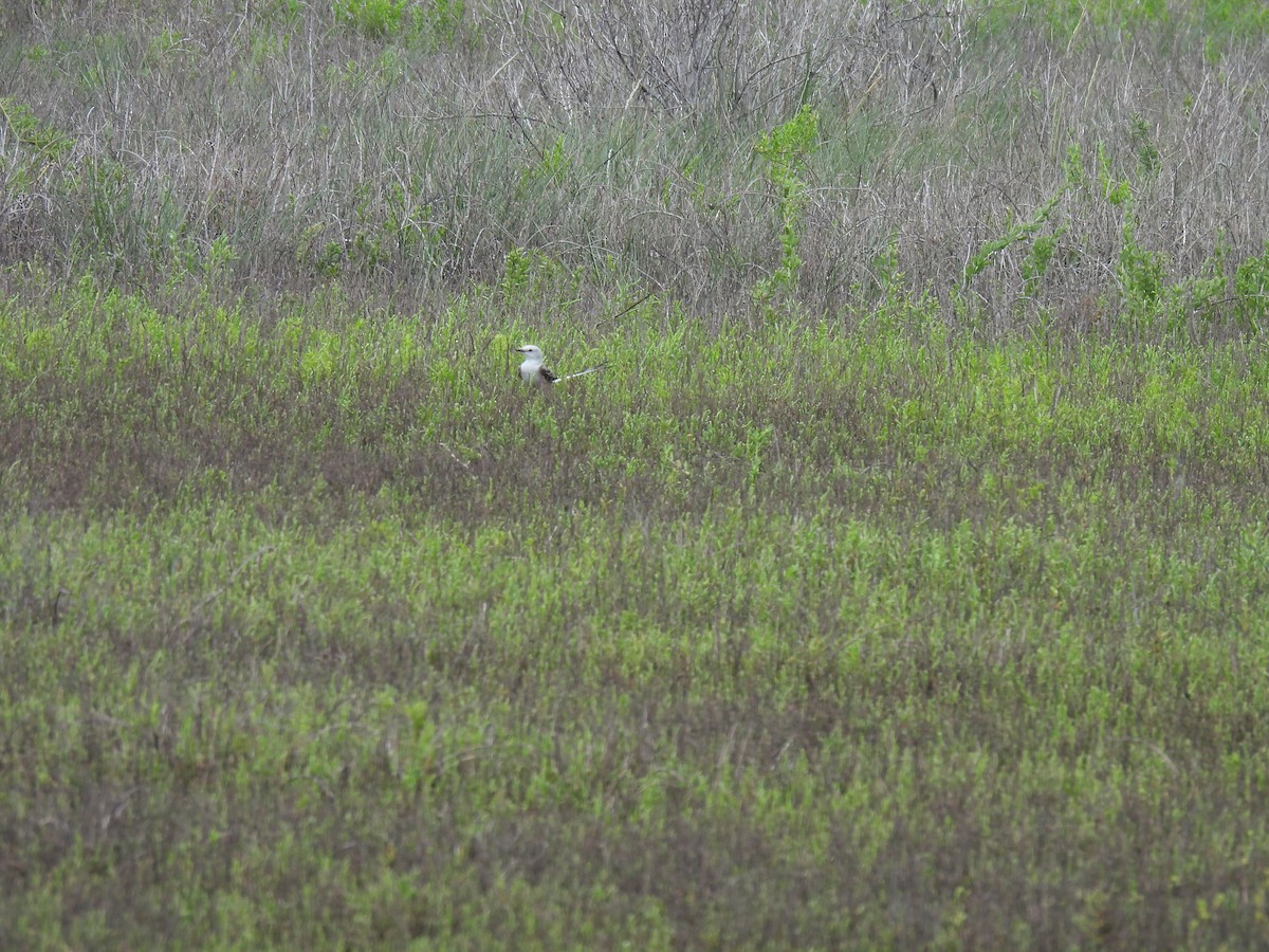 Scissor-tailed Flycatcher - Thomas Galaskewicz