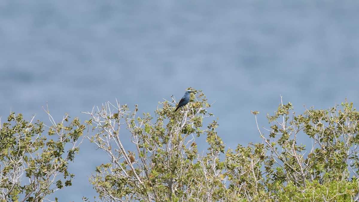 Blue Rock-Thrush - Kraig Cawley