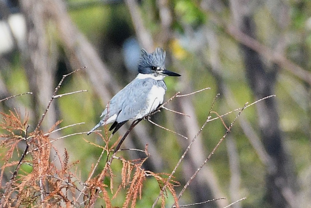 Belted Kingfisher - Lewis Gray