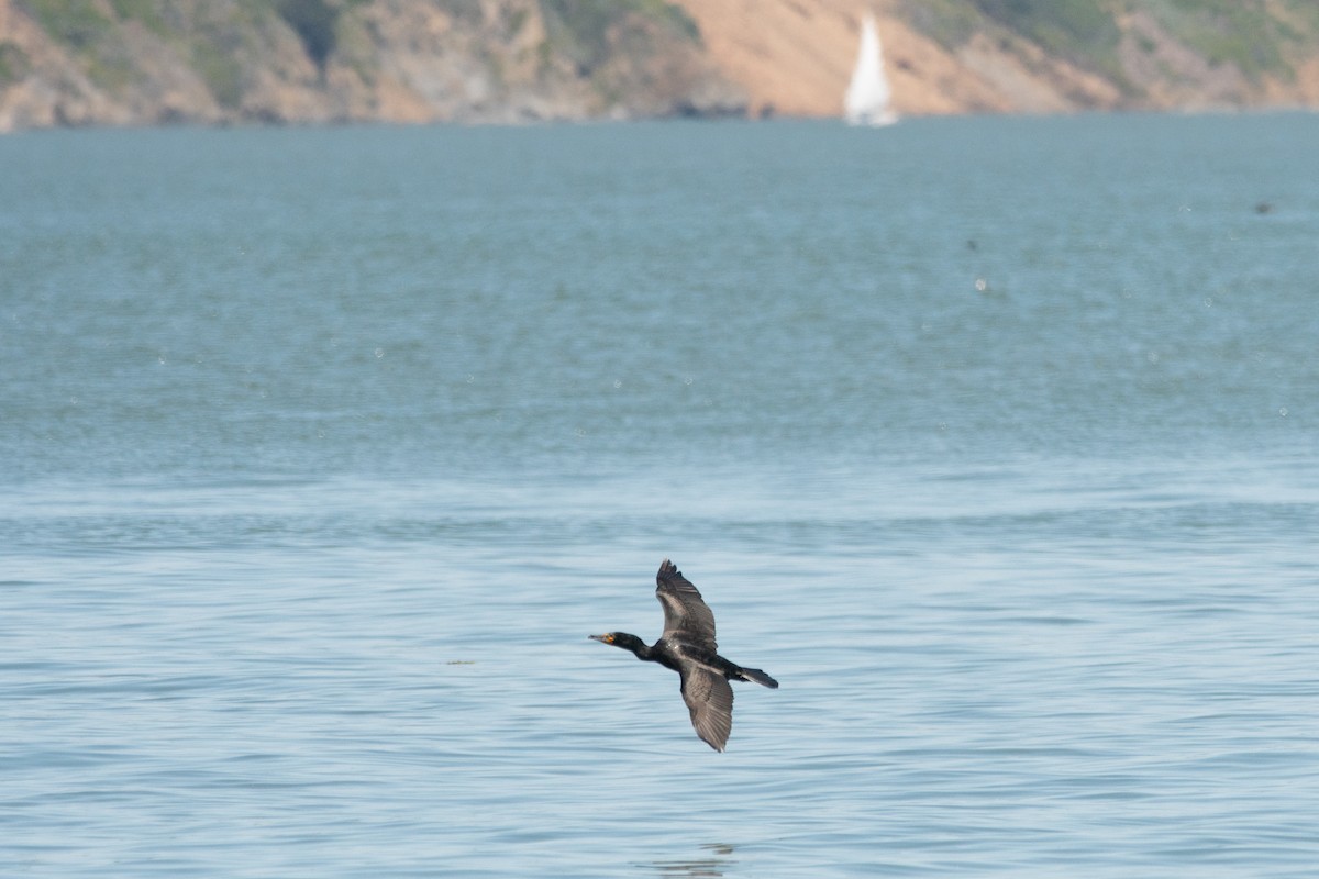 Double-crested Cormorant - Gabe LaCount