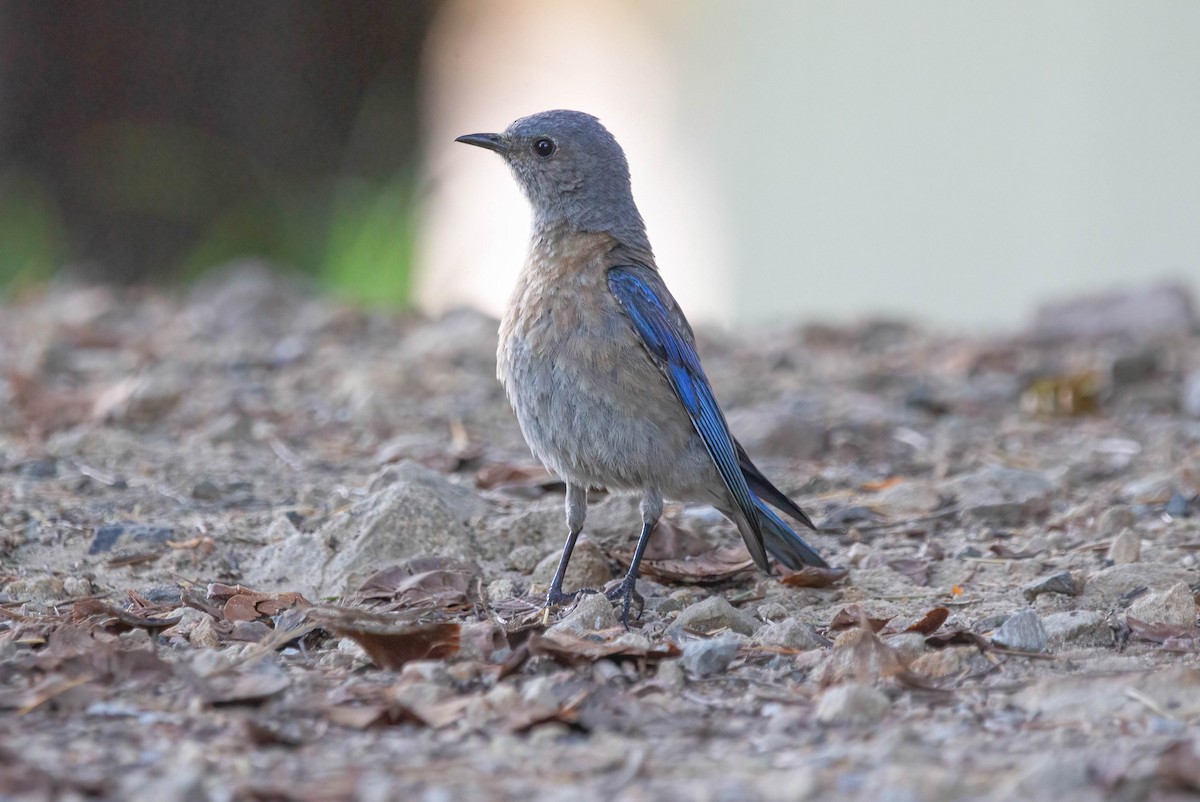 Western Bluebird - John Scharpen