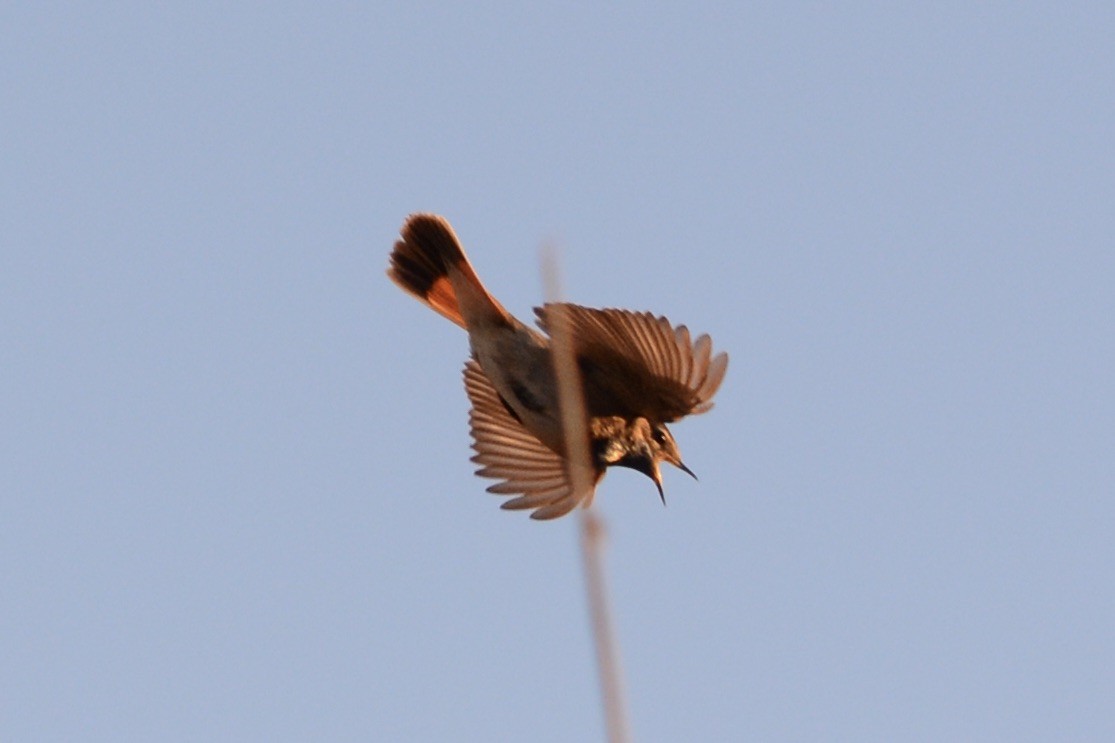 Bluethroat - Anton Kornilov