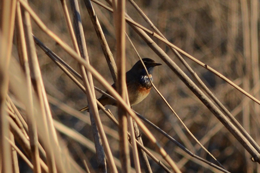 Bluethroat - Anton Kornilov