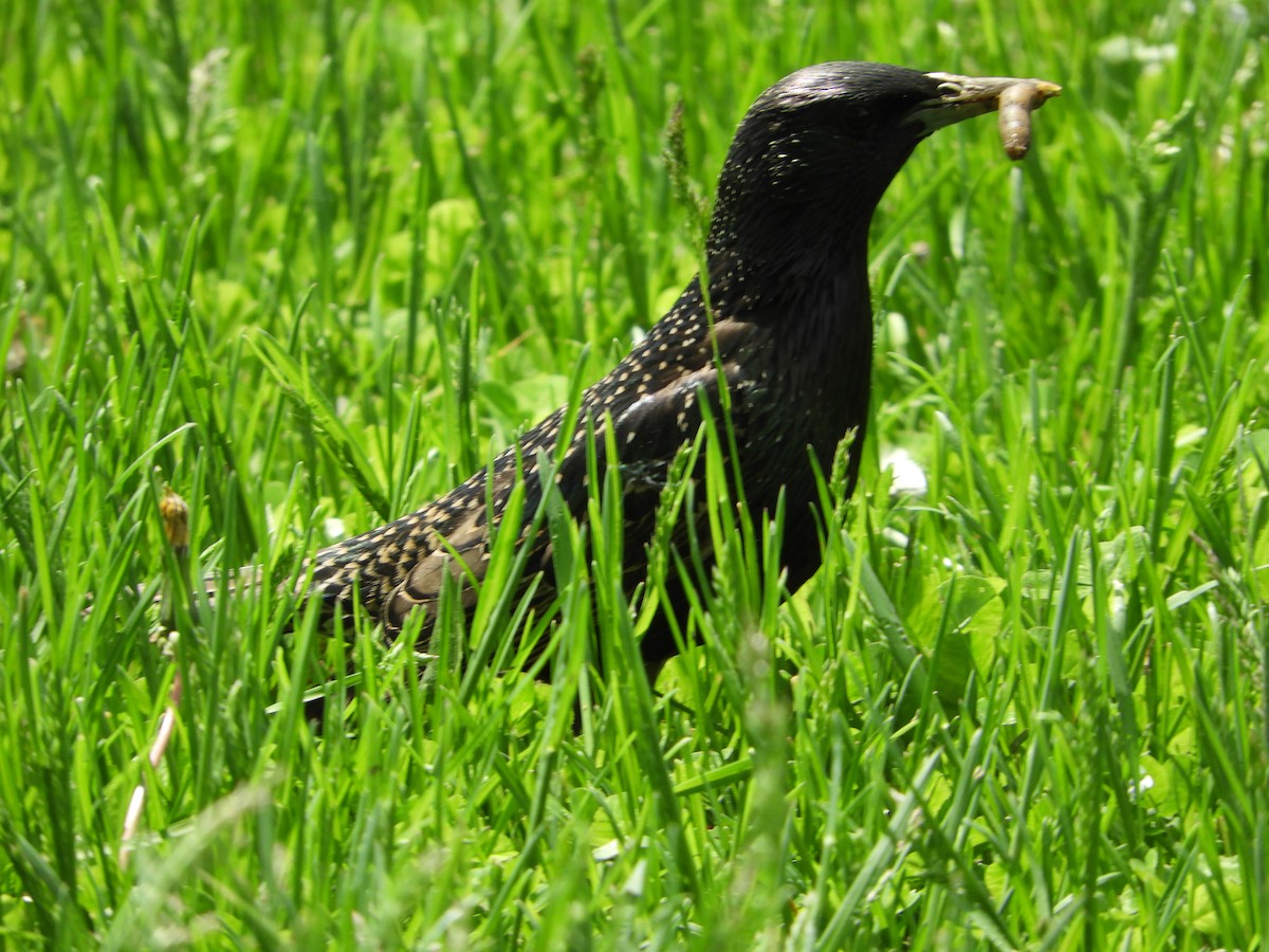 European Starling - Rick Bird