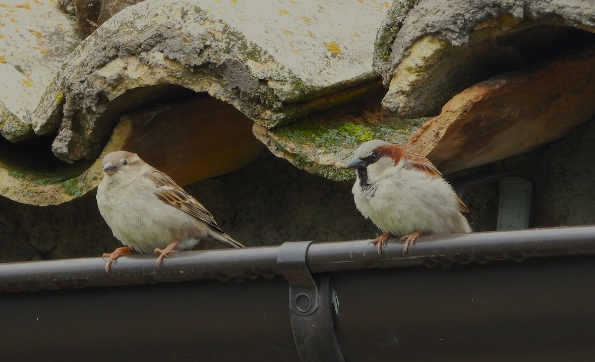 House Sparrow - ML619189598