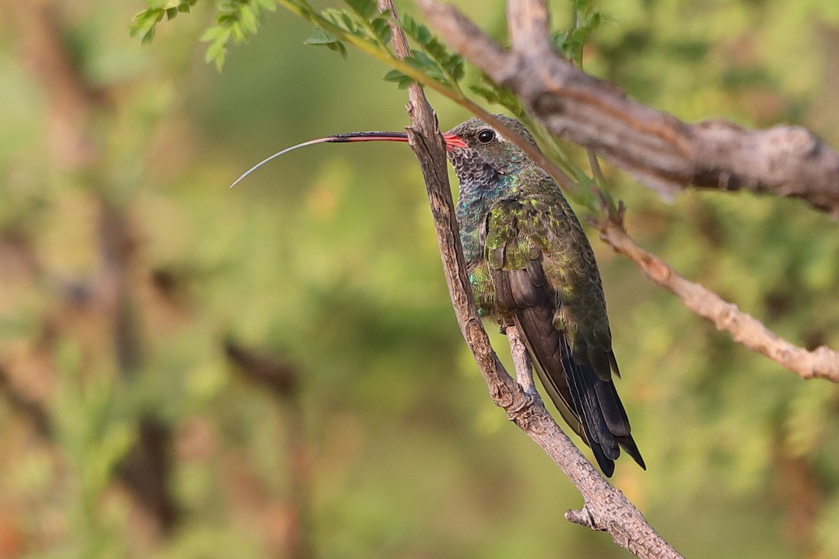 Broad-billed Hummingbird - Krishna Kishore Eyunni