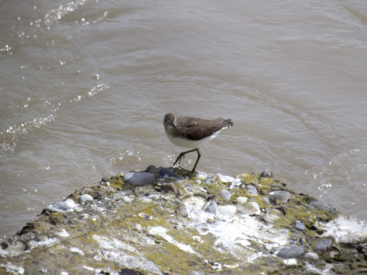 Green Sandpiper - Yuliya Pivovarova