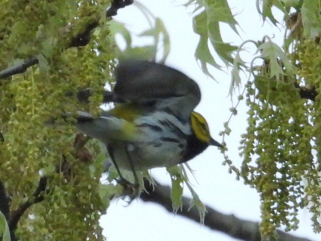 Black-throated Green Warbler - Randy Yuen