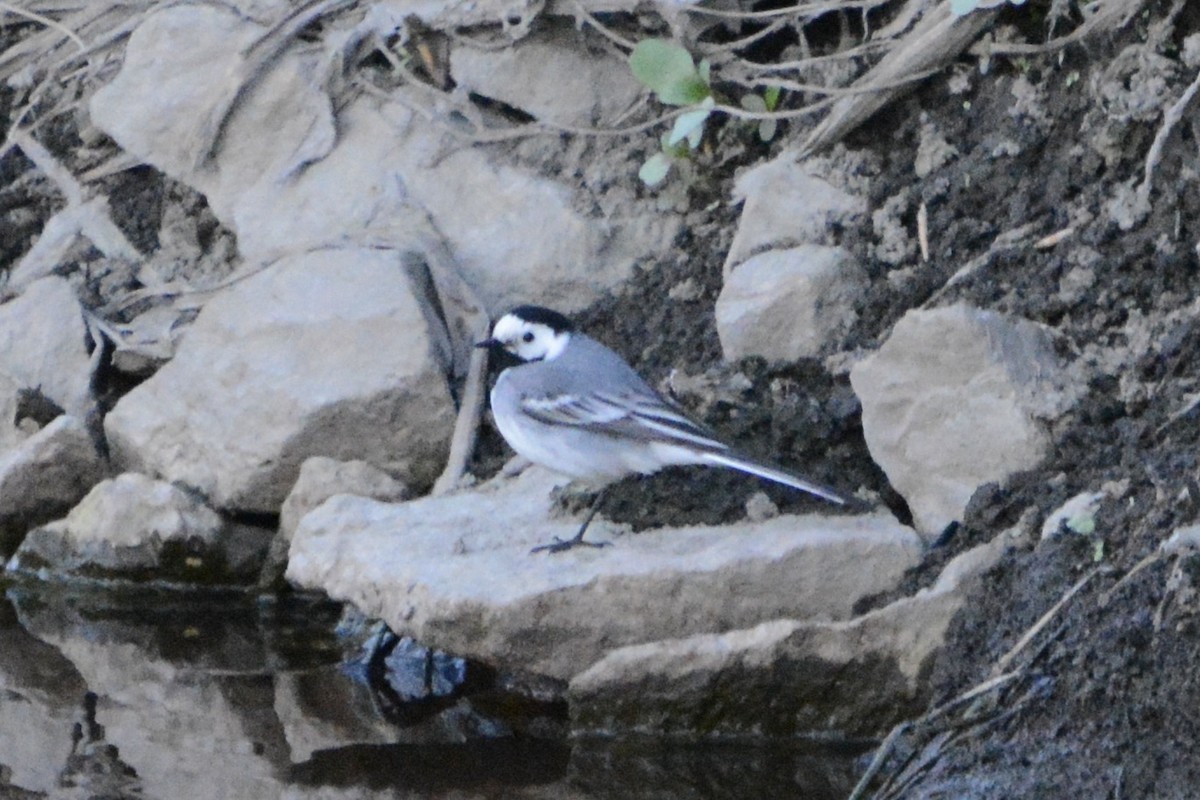 White Wagtail - Anton Kornilov