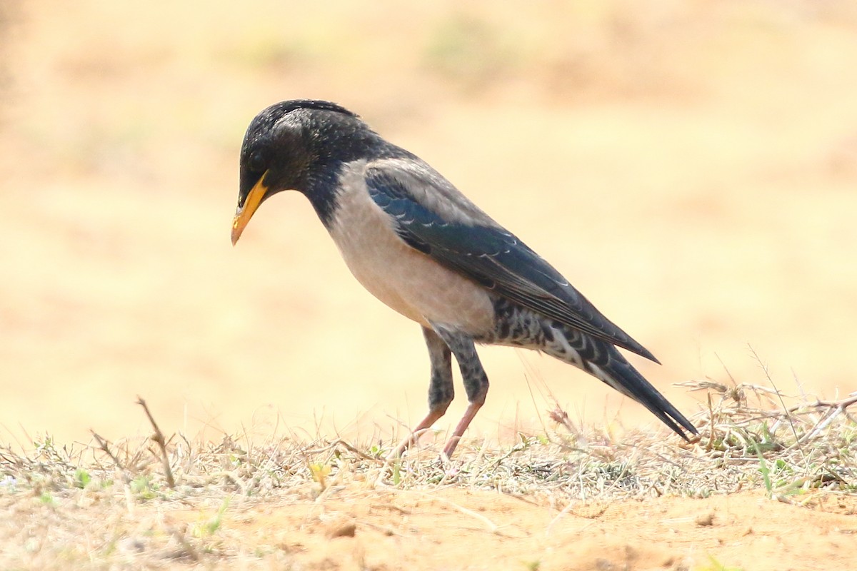 Rosy Starling - ML619189633