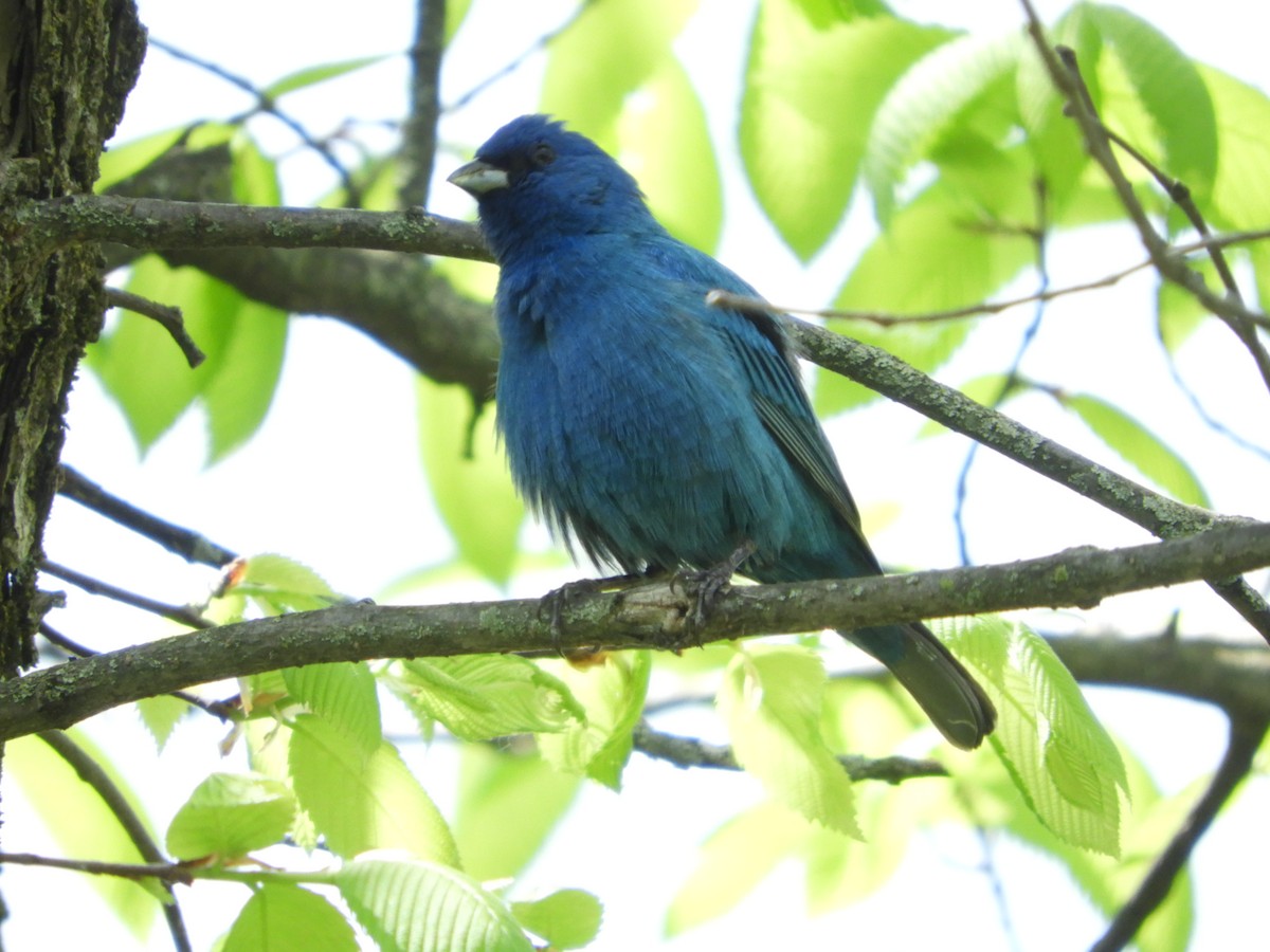 Passerin indigo - ML619189636