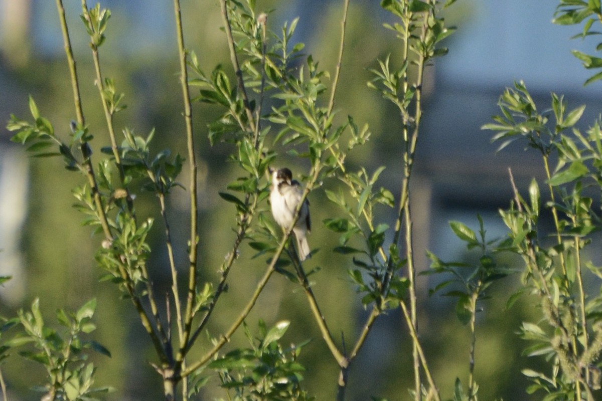 Reed Bunting - Anton Kornilov