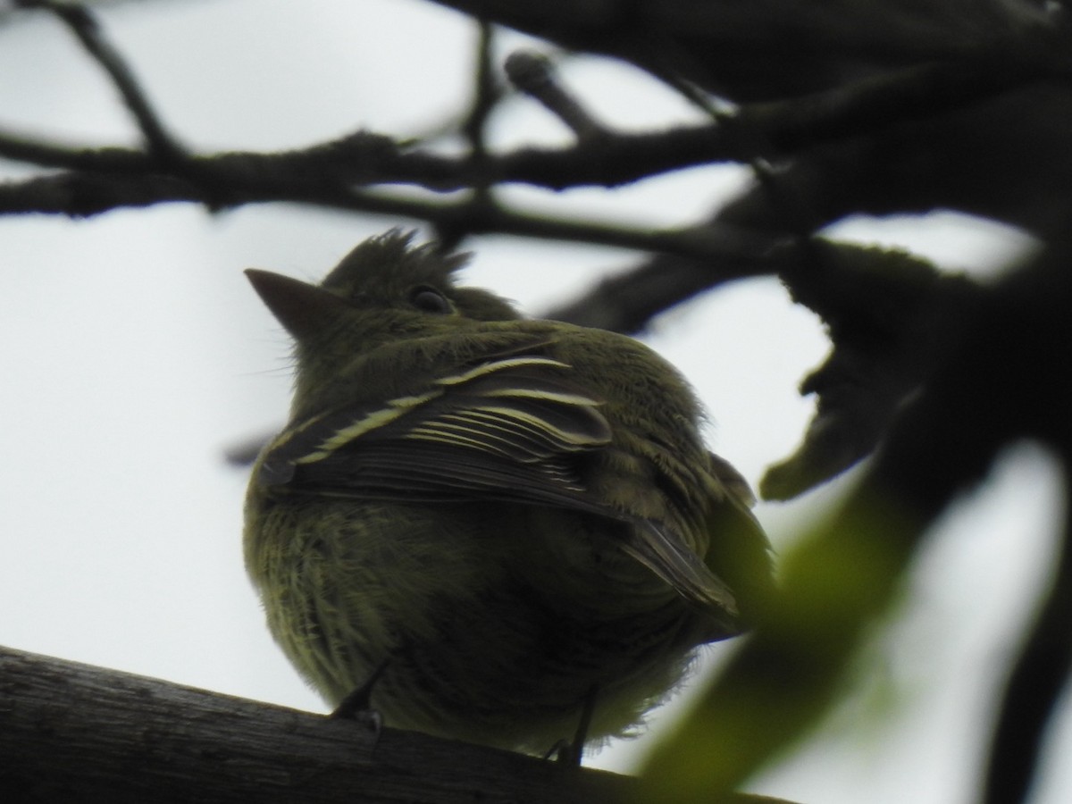 Yellow-bellied Flycatcher - ML619189652