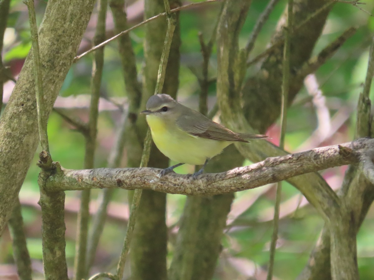 Philadelphia Vireo - Joanne Does