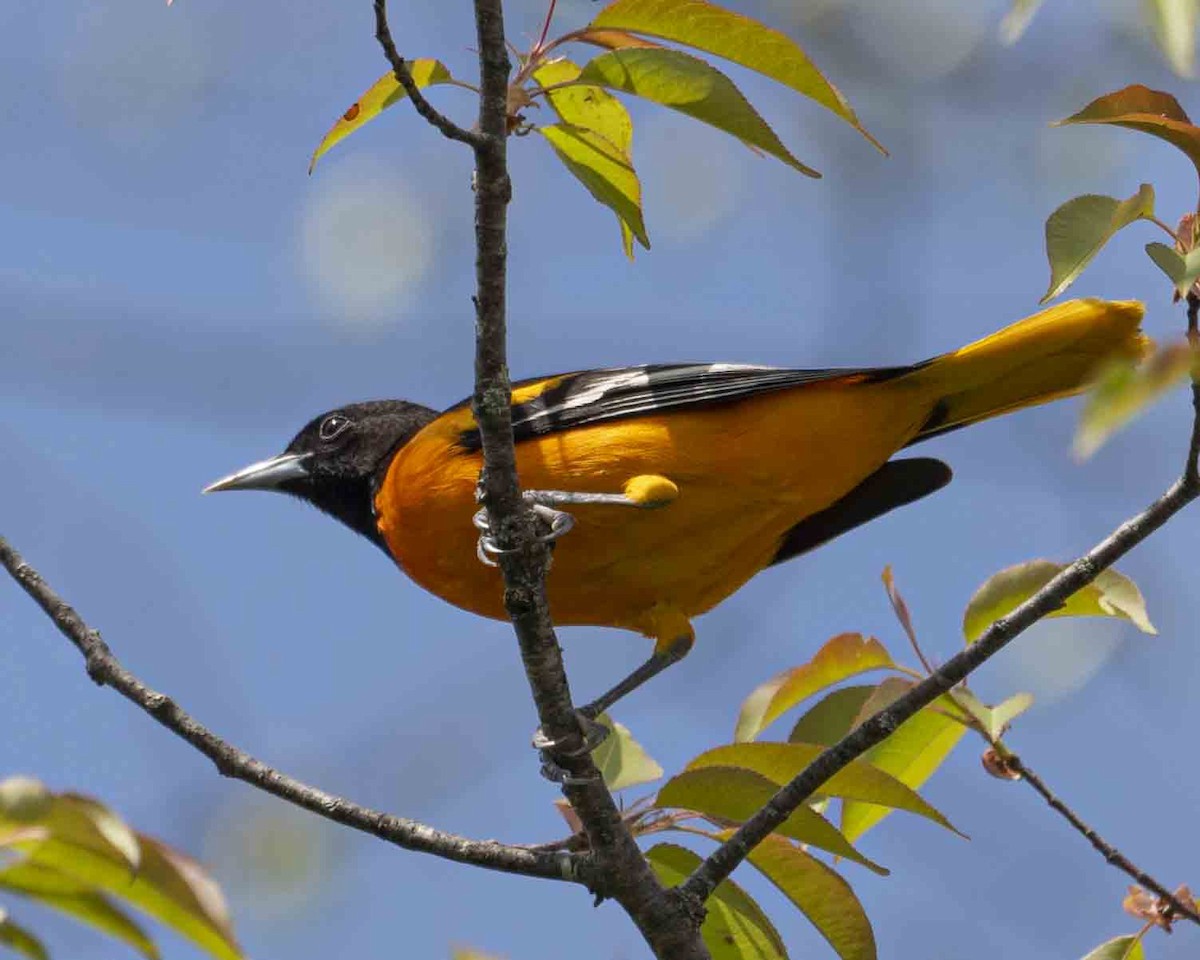 Baltimore Oriole - ML619189669