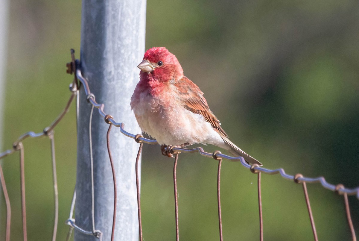 Purple Finch - John Scharpen