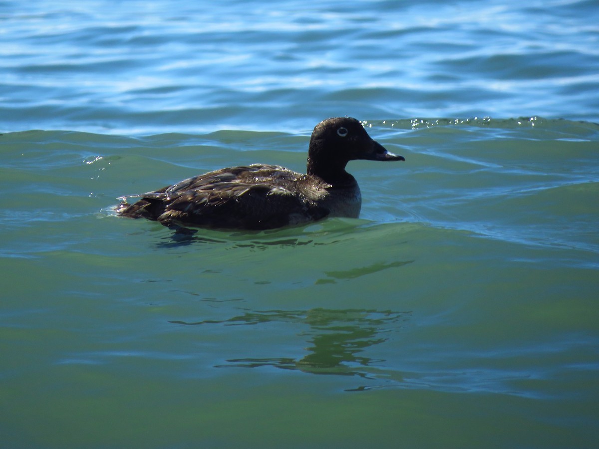 White-winged Scoter - Lisa Larson