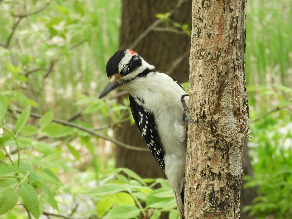 Hairy Woodpecker - Rick Bird