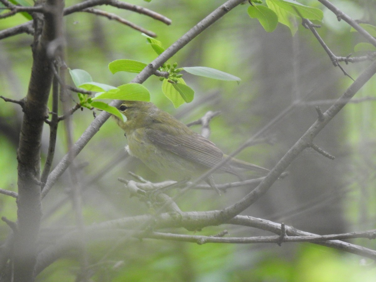 Orange-crowned Warbler - J Brousseau